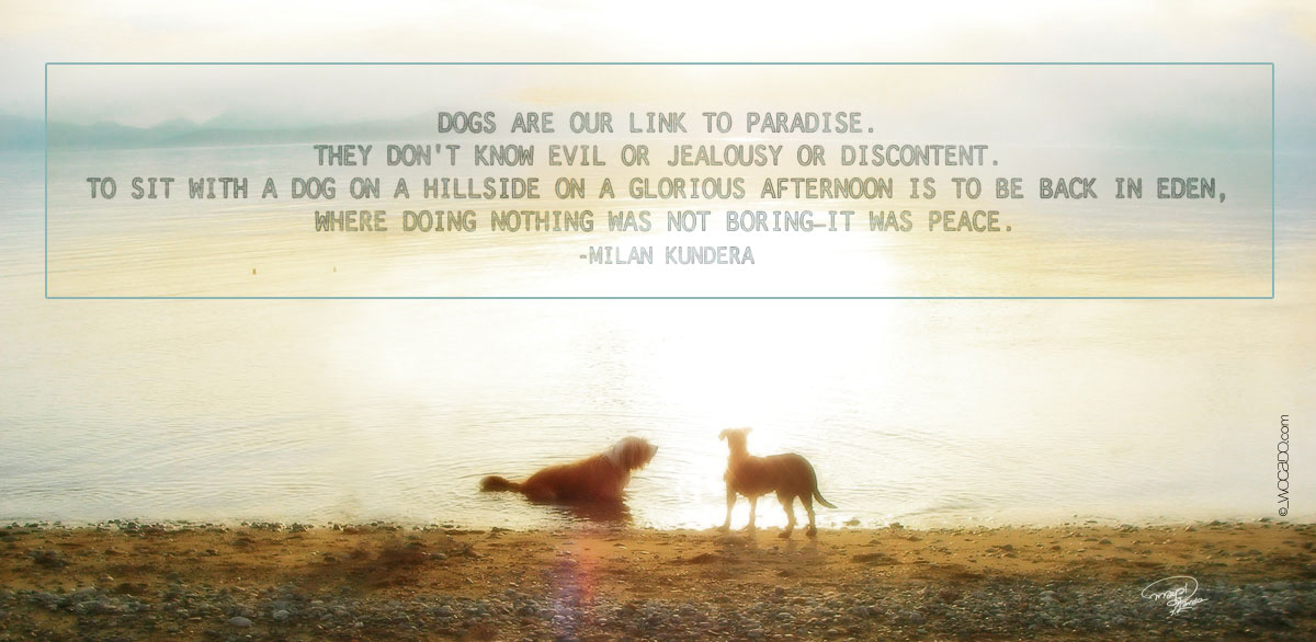 Dogs Are Our Link to Paradise - WOrds CAn DO